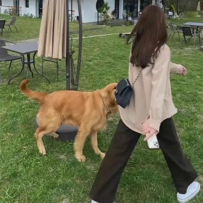 精灵高中：食尸鬼之魂